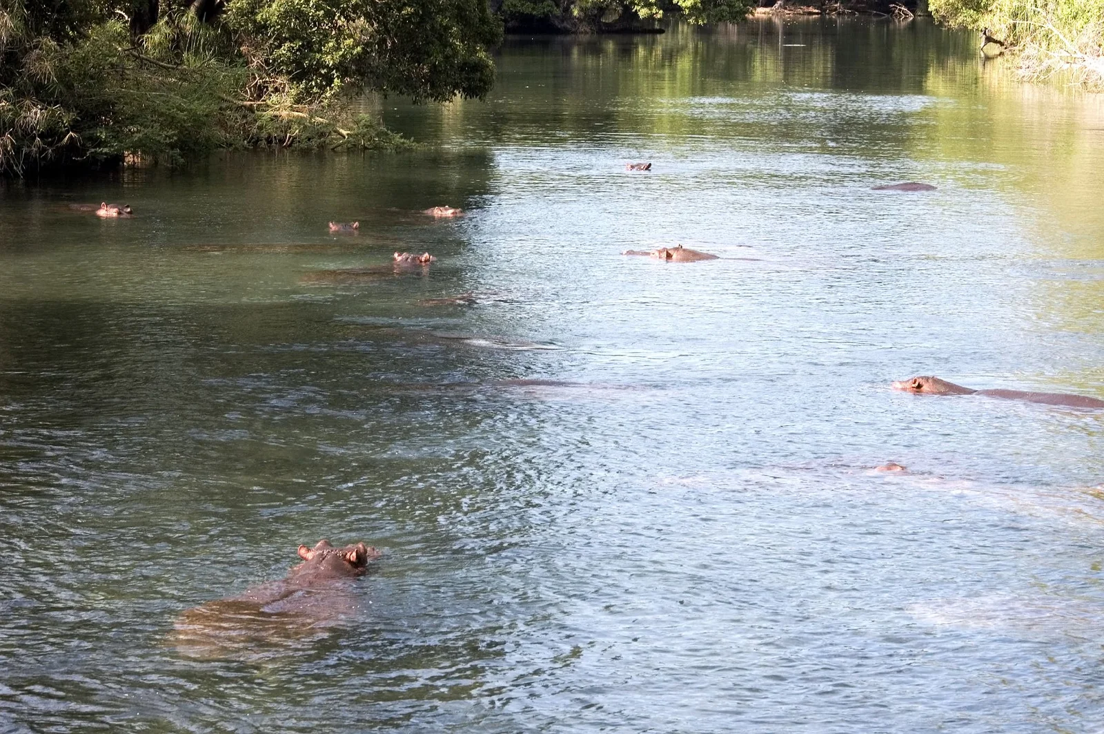 Le bassin principal des Mzima Springs aux eaux cristallines, avec des hippopotames visibles en profondeur et la chambre d'observation immergée sur la berge opposée
