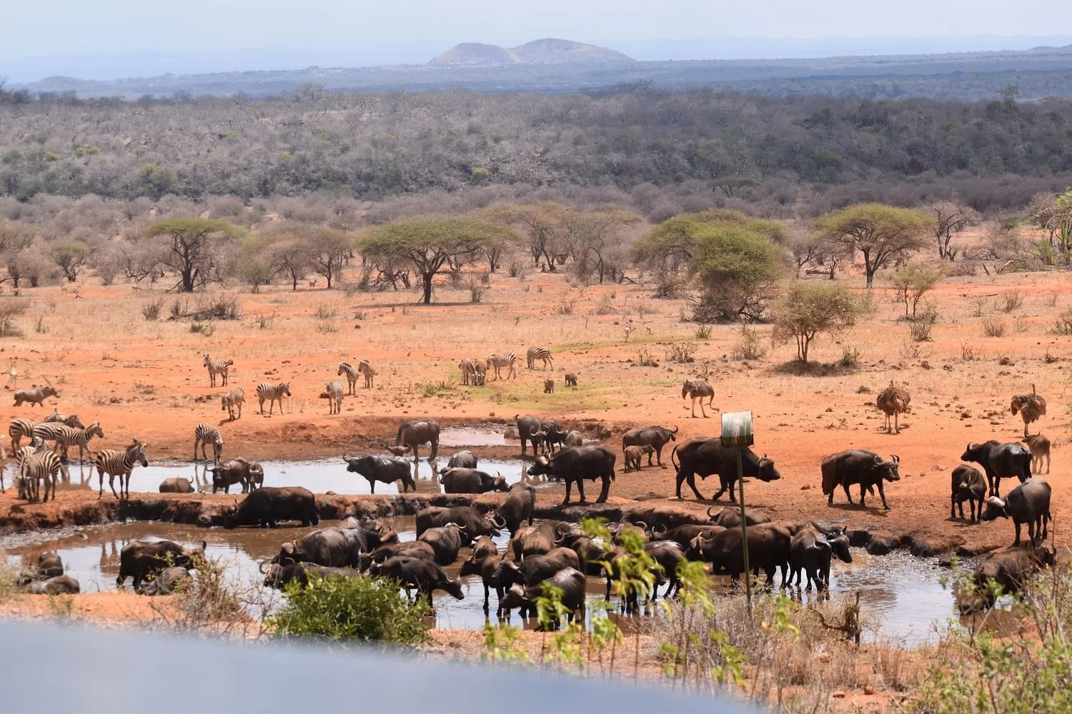 Le point d'eau de Kilaguni Serena au coucher du soleil, avec des éléphants venant boire et le Kilimandjaro à l'horizon sud