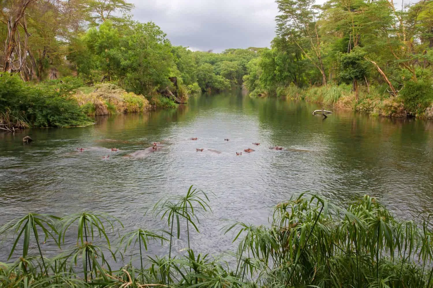 Das Hauptbecken der Mzima Springs — Flusspferde in der Tiefe sichtbar durch die Glaswand der Unterwasser-Beobachtungskammer, die einzige Anlage dieser Art in jedem ostafrikanischen Nationalpark.