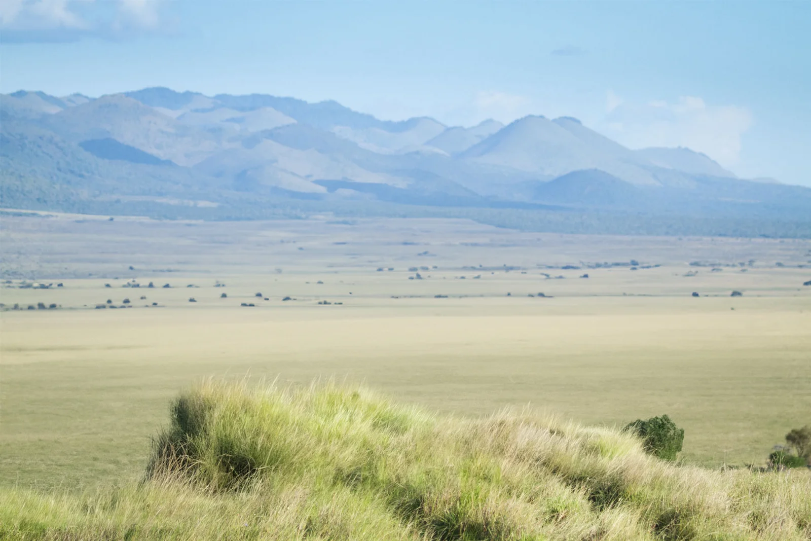 Die Chyulu Hills, die sich westlich von Tsavo West erheben — geologisch zu jung, um eine oberirdische Entwässerung entwickelt zu haben; der poröse Lavakamm speist den unterirdischen Grundwasserleiter, der Jahrzehnte später an den Mzima Springs wieder an die Oberfläche tritt.