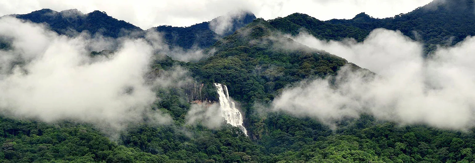 Lush canopy of Udzungwa Mountains rainforest rising from the lowlands with morning mist clinging to the ridgeline