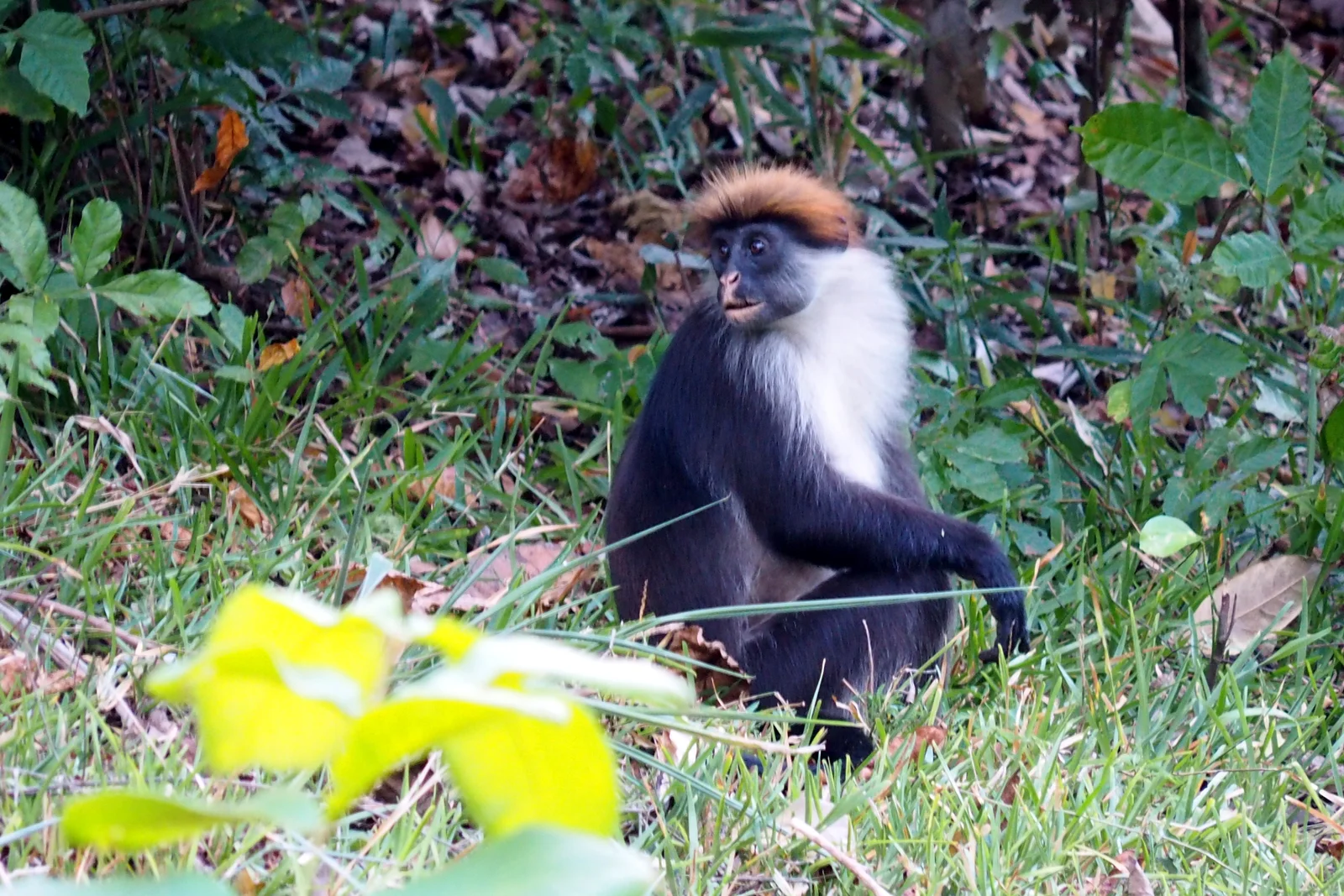 Iringa red colobus monkey feeding in the canopy of Udzungwa's primary rainforest with sunlight filtering through the leaves
