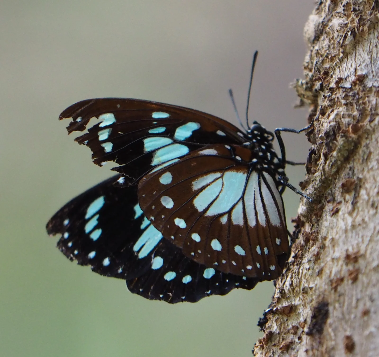 Charaxes-Schmetterling ruht auf einem sonnenbeschienenen Blatt an einer Bachdurchquerung