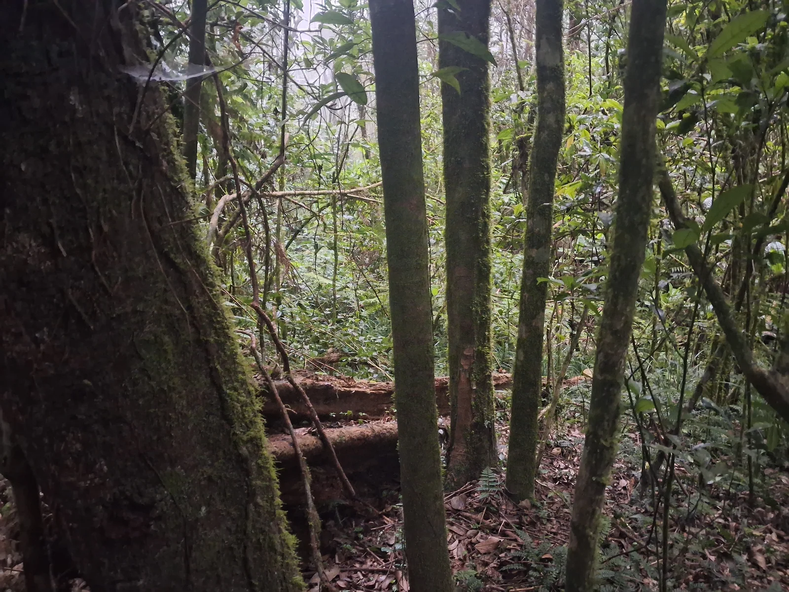 Massive buttress roots of an ancient hardwood tree on the Udzungwa forest floor with ferns and mosses covering the ground