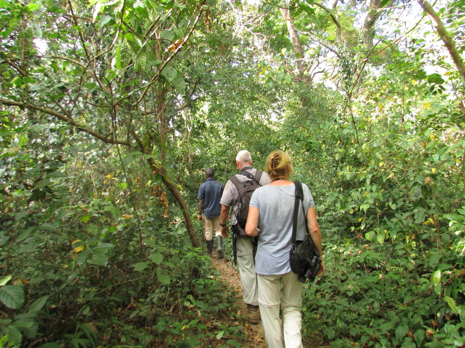 Bandas des Hondo Hondo Udzungwa Forest Camp zwischen Bäumen nahe dem Parkeingang