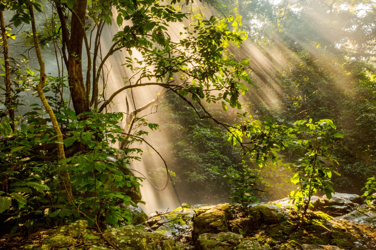 Forest-edge banda at Hondo Hondo with morning mist and primate calls from the canopy