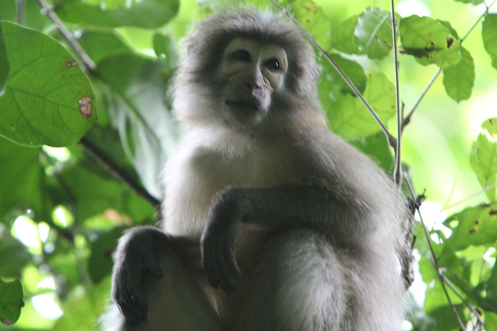 Angola colobus monkey leaping between branches in Udzungwa's canopy with black-and-white pelage against the green leaves