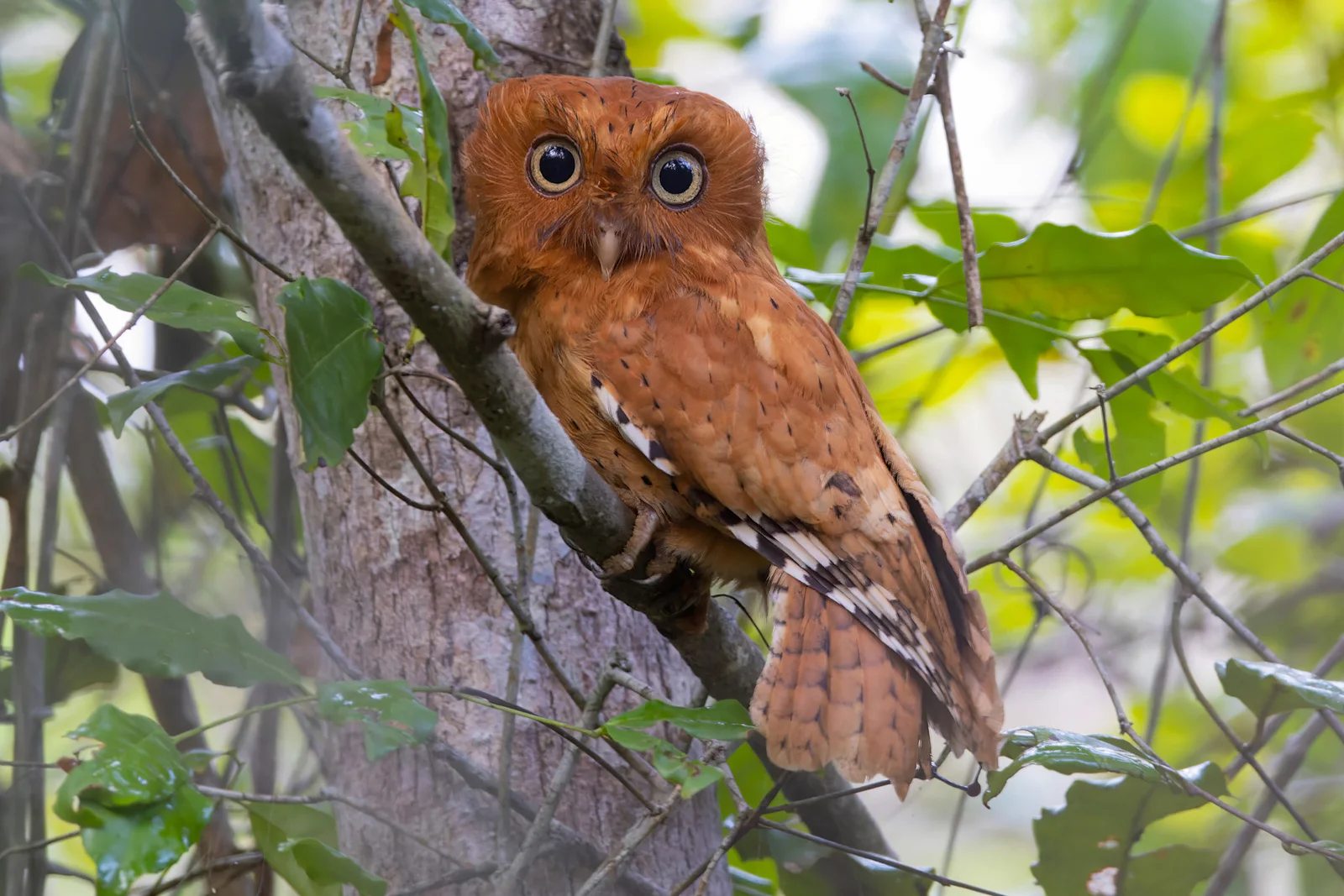 Eine im Morgengrauen im Arabuko-Sokoke Forest fotografierte Sokoke-Zwergohreule — eine von sechs weltweit bedrohten Vogelarten, die der Wald beherbergt, und eine Art, deren Population im Wesentlichen auf diesen Wald und ein paar kleine benachbarte Flächen beschränkt ist.