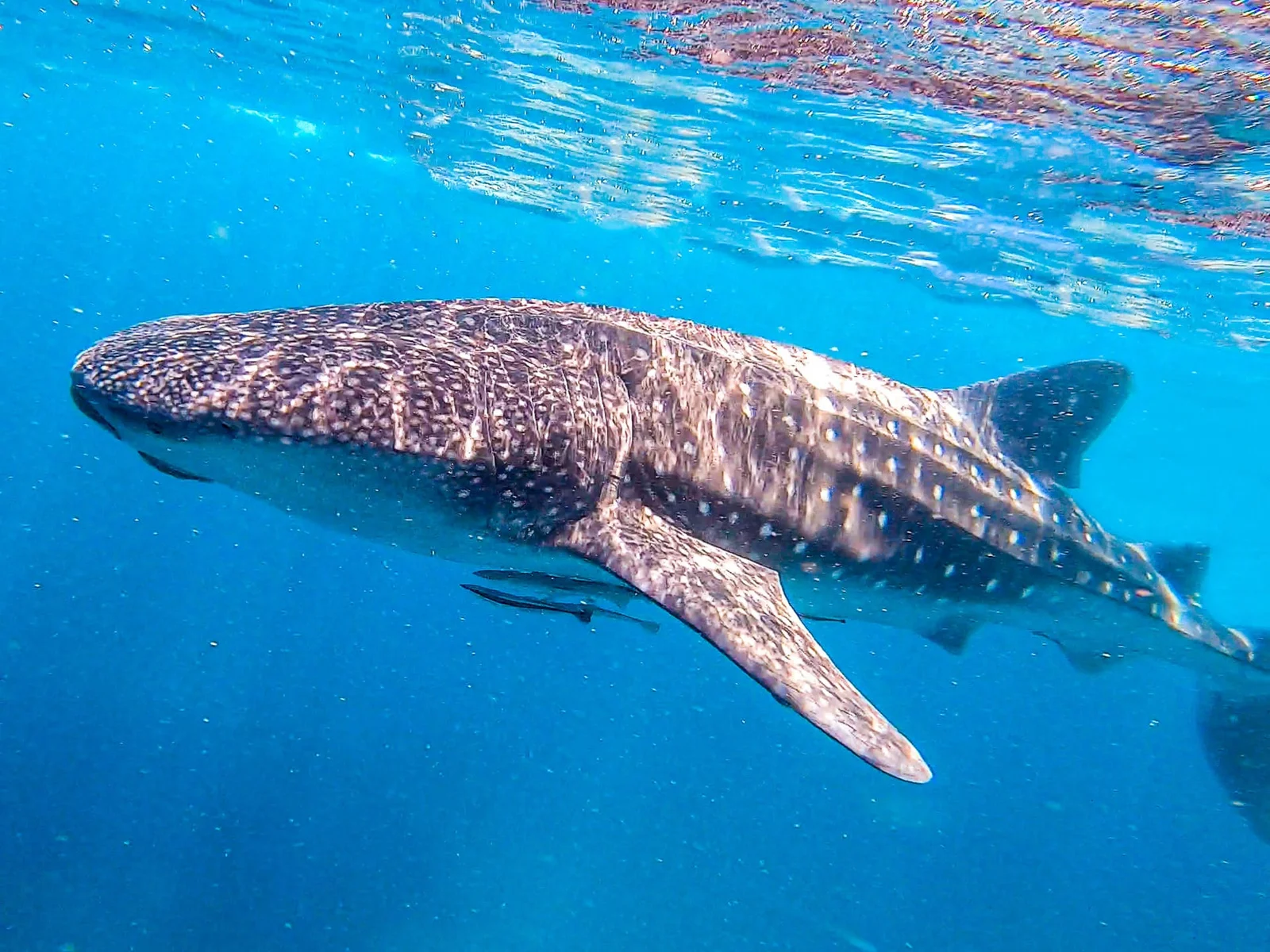 Ein vor der Watamu Bay in der Dezember-bis-Februar-Hochsaison fotografierter Walhai — der East African Whale Shark Trust operiert von dieser Küste aus und führt im Februar Markierungsexpeditionen durch, an denen auch die Öffentlichkeit teilnehmen kann.