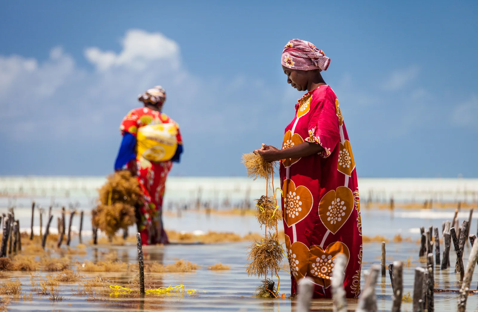 Extensos bancos de arena expuestos en marea baja en la costa este de Zanzibar, con una mujer zanzibarí recolectando algas entre estacas de madera