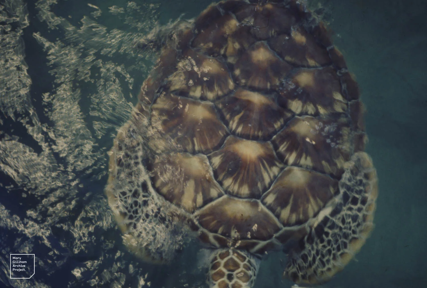 Tortuga verde deslizándose sobre el coral en el atolón de Mnemba con un buceador de snorkel observando desde la superficie