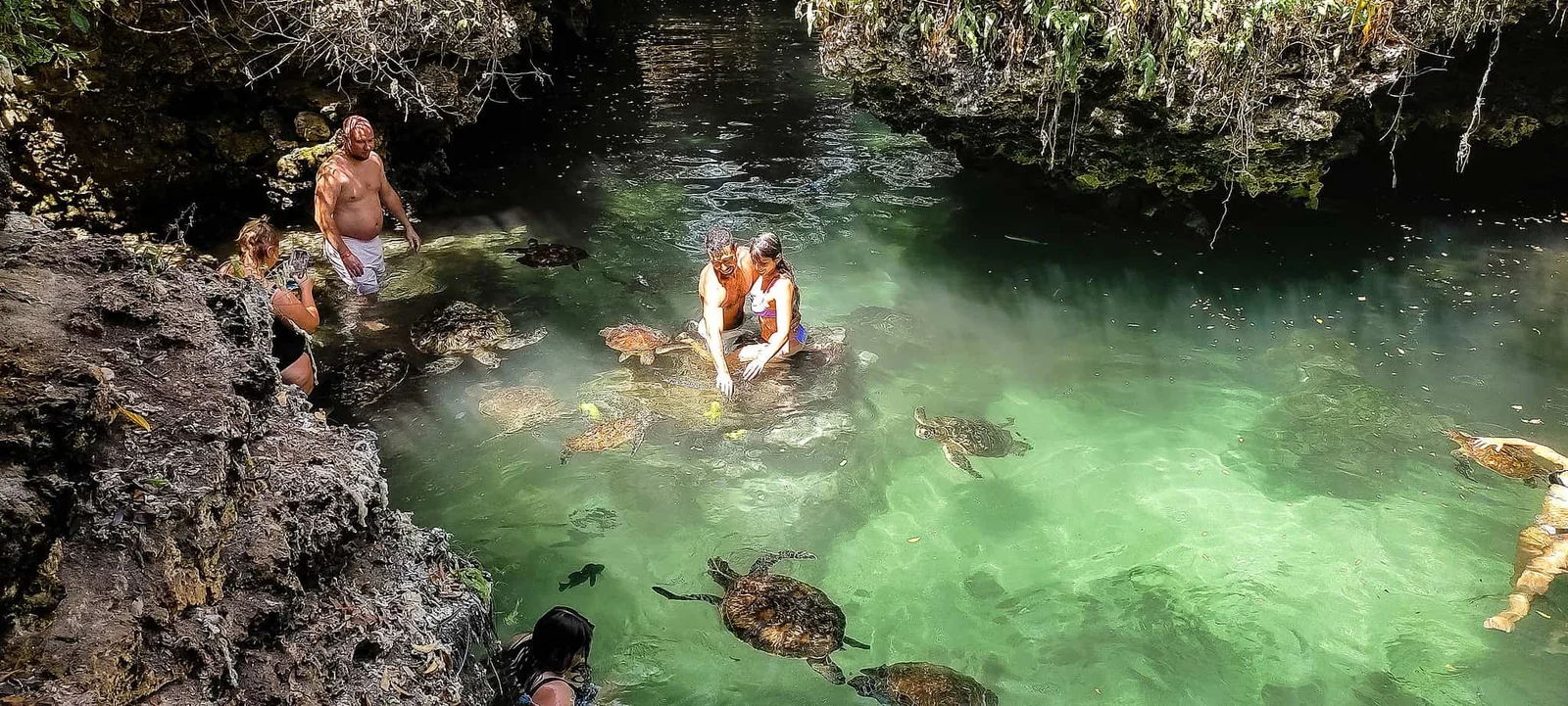 Estanque de rehabilitación de tortugas de Mnarani en Nungwi con una tortuga verde rehabilitada saliendo a la superficie