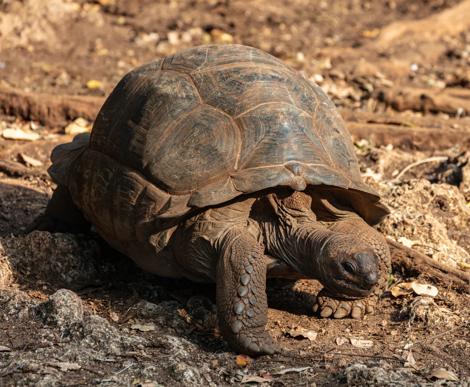 Tortuga gigante de Aldabra en la Isla de la Prisión siendo alimentada por un visitante