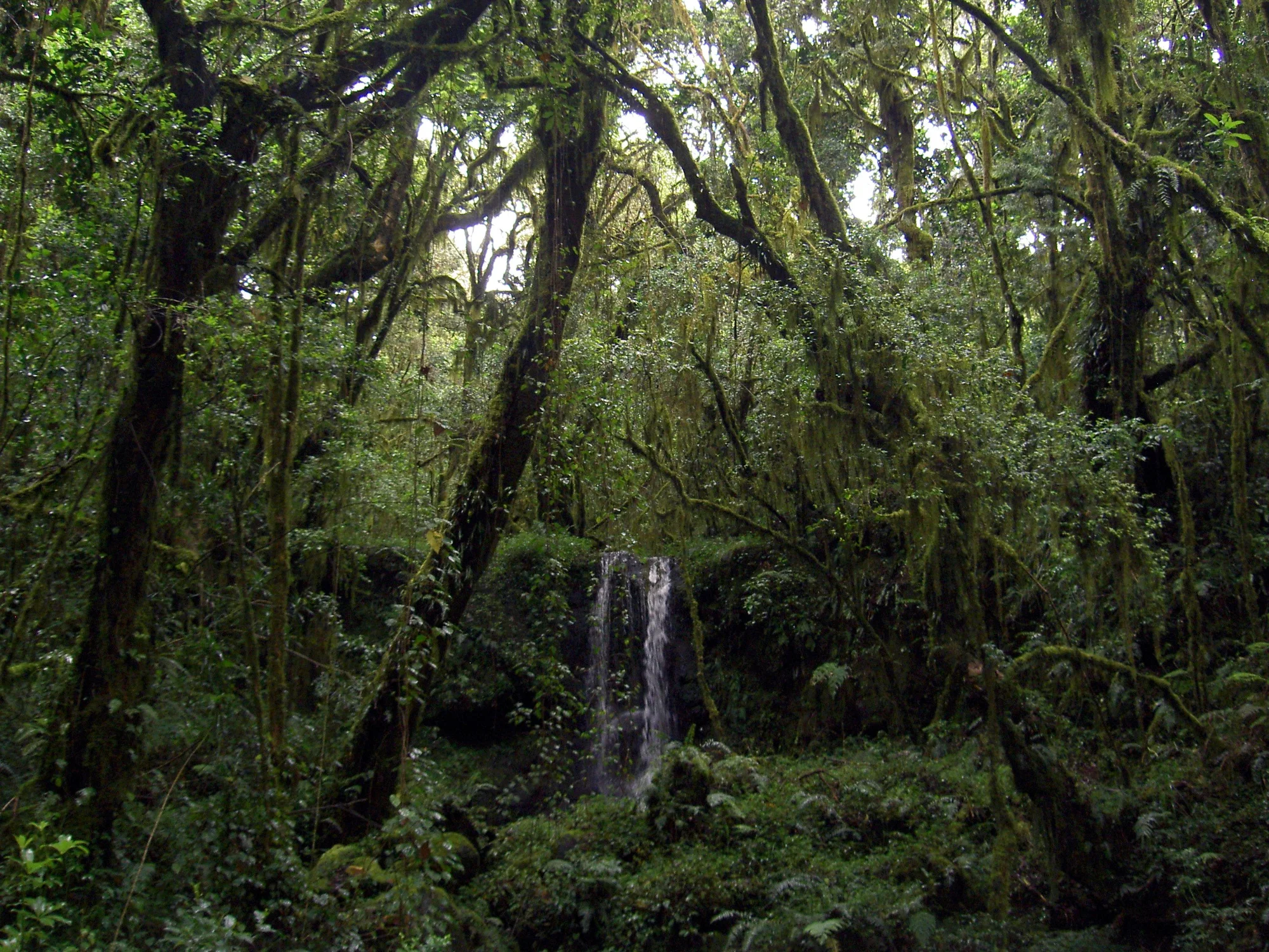 Tour de Café y Cascada de Materuni (Medio Día)