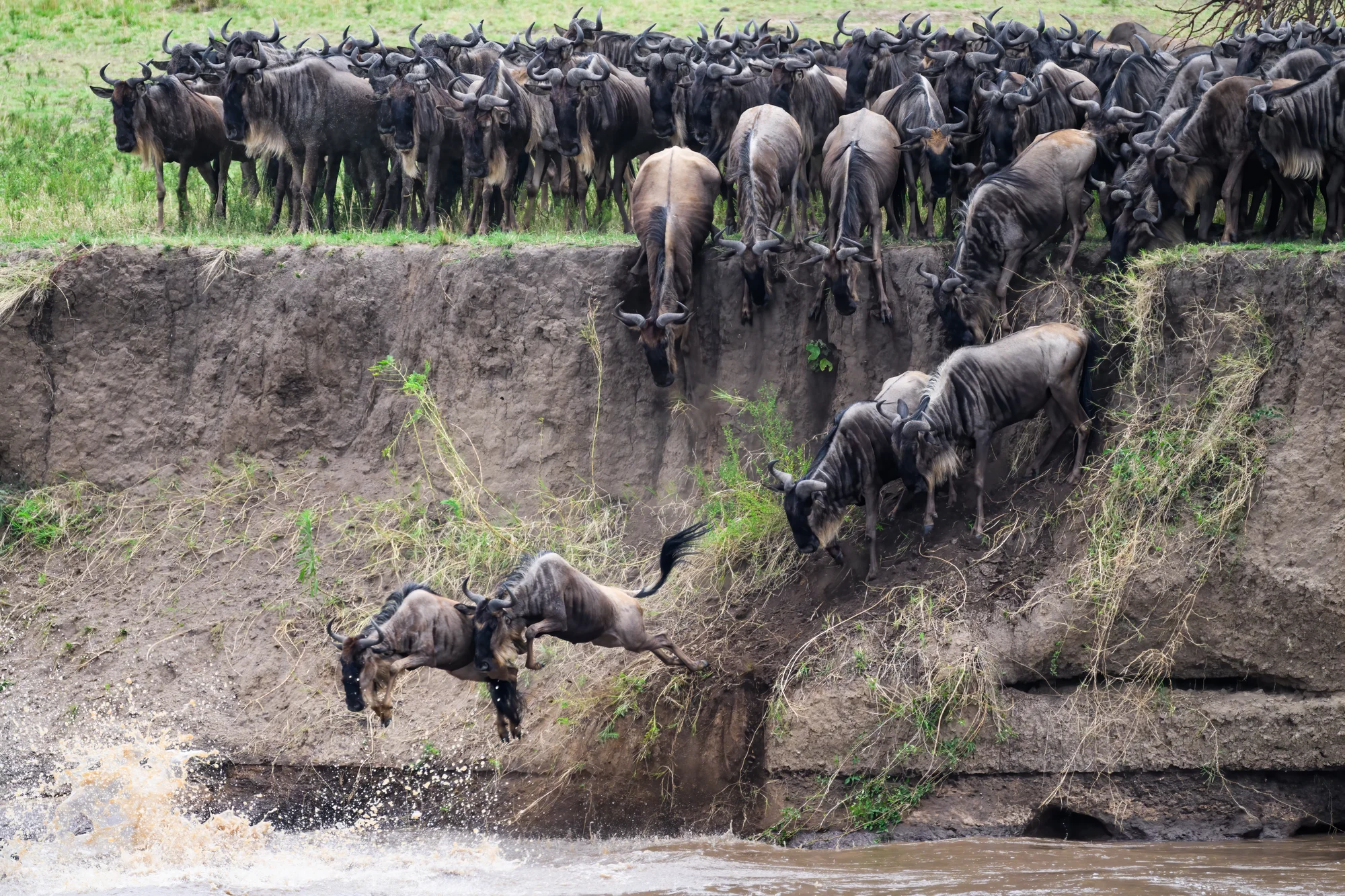 10 Tage Migrations-Überlandsafari nach Kogatende