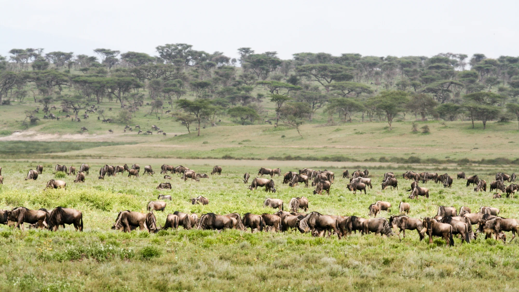 5-Tage-Flug-Safari Ndutu-Kalbung