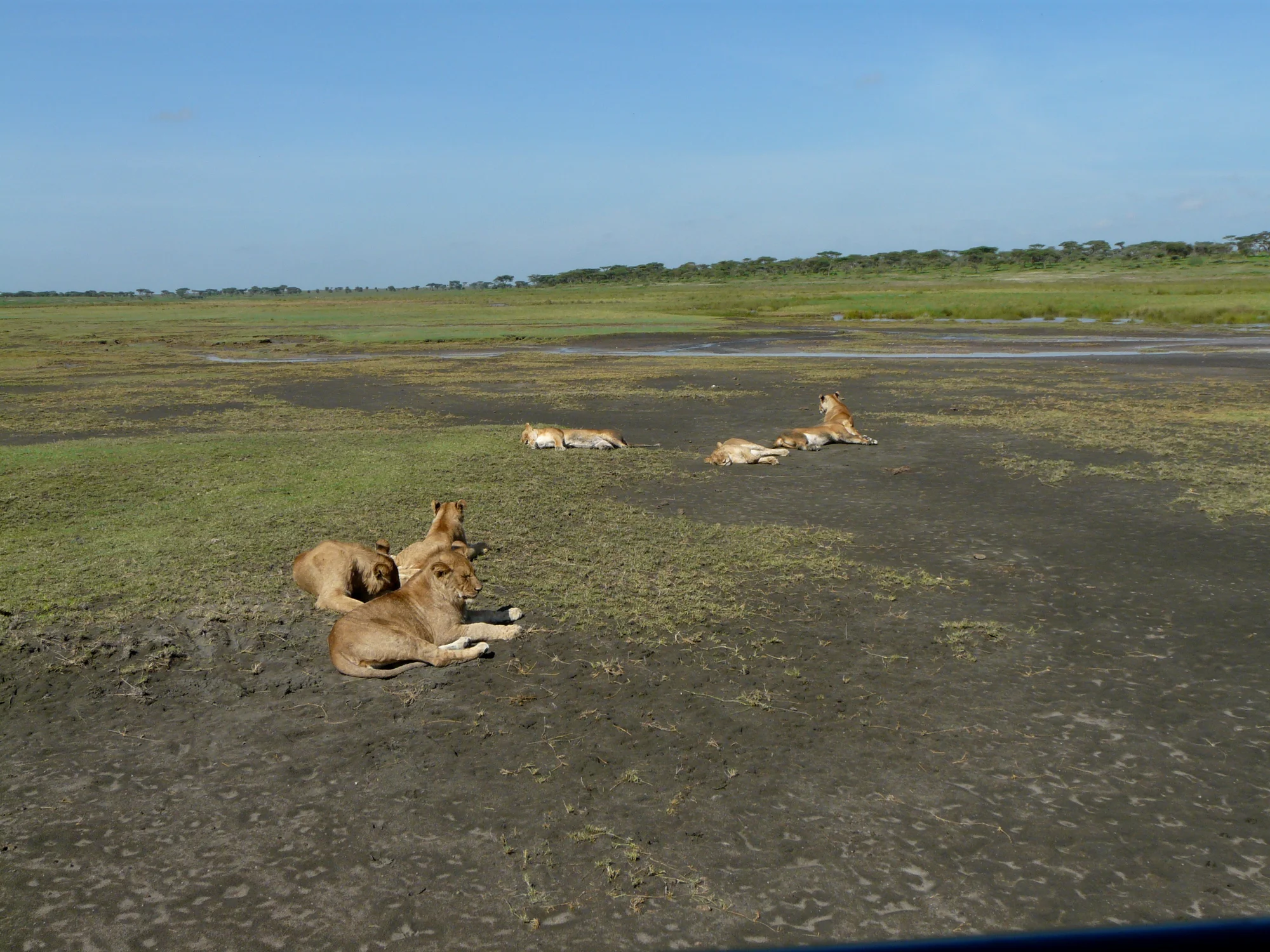 3-tägige Flugsafari südliche Serengeti (Ndutu)