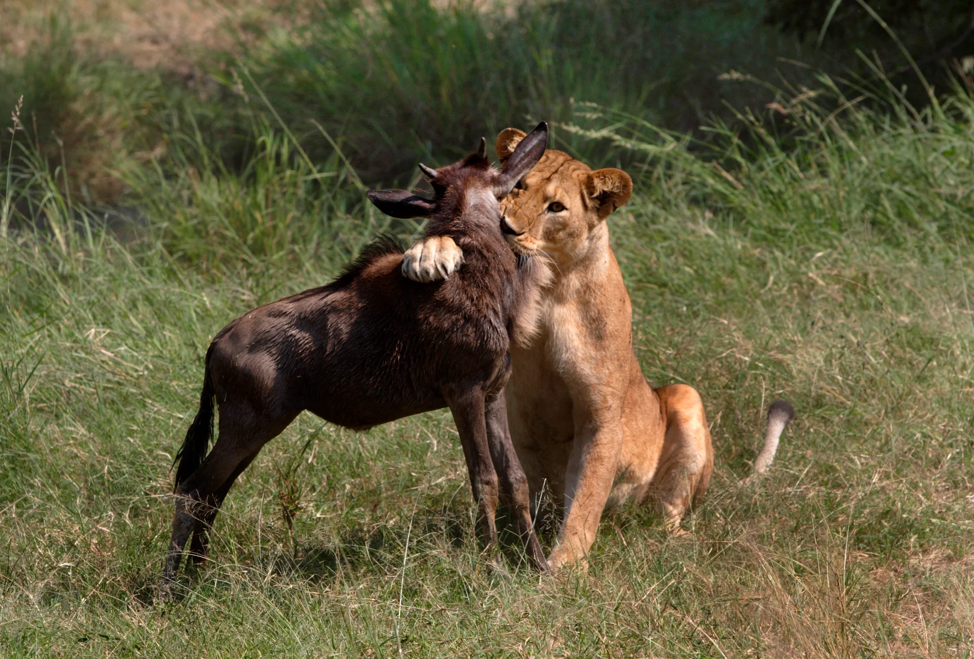 4-Tage Western Serengeti & Grumeti Fly-in-Safari