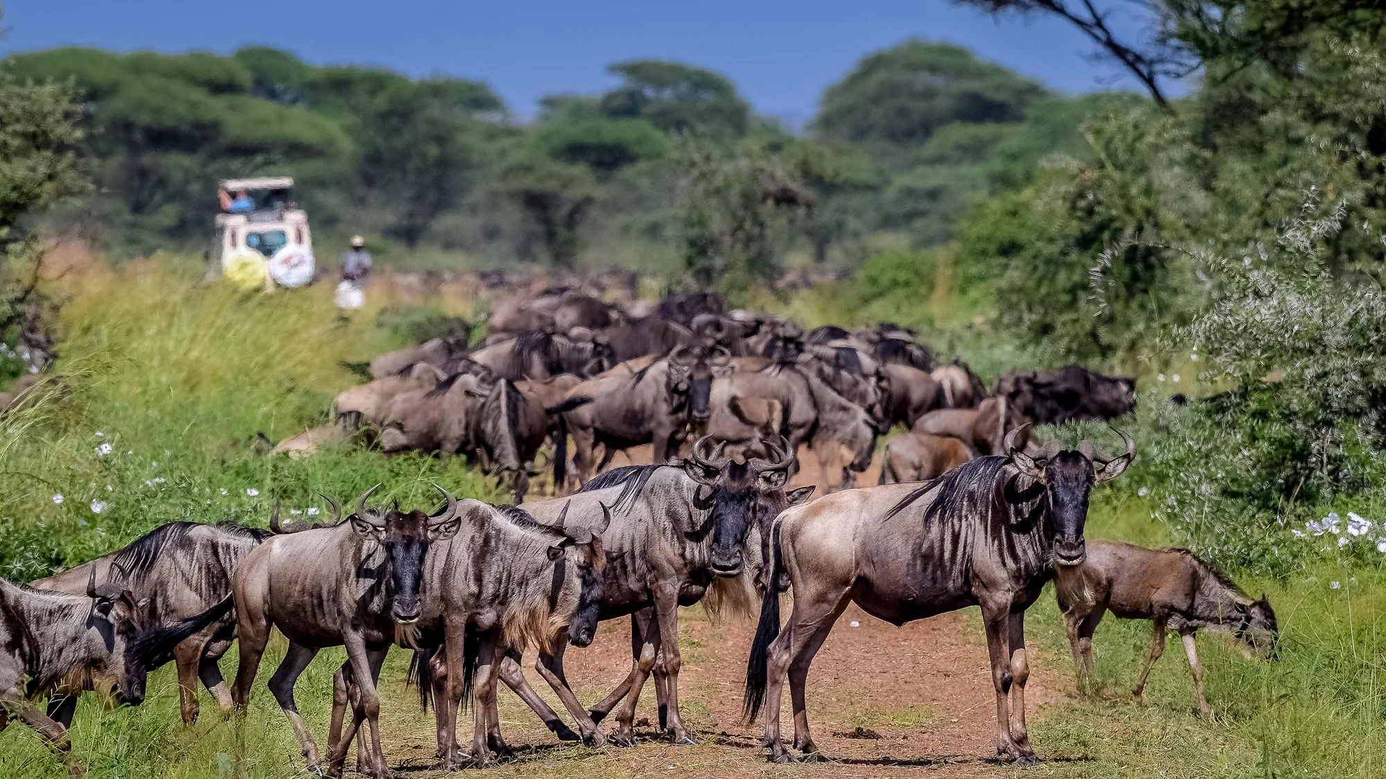 5-Tage Grumeti / Western Serengeti Fly-In-Aufenthalt