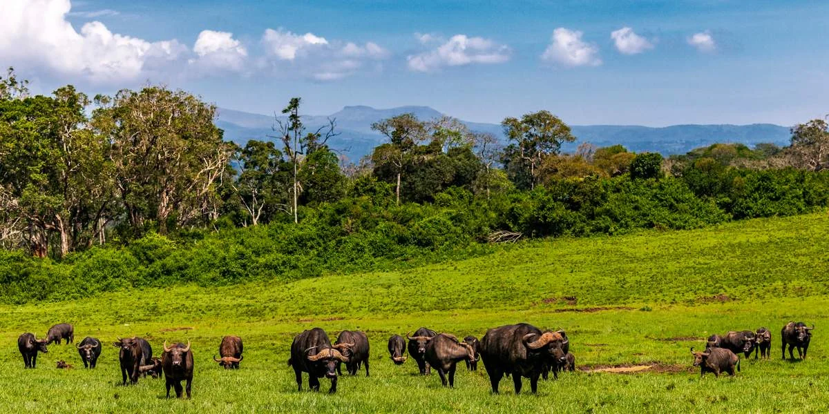 Aberdare National Park — 3