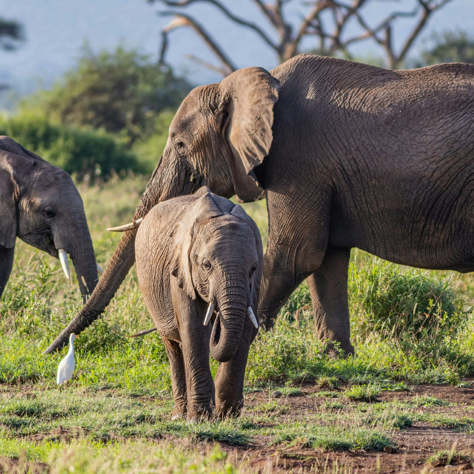 Amboseli National Park — 2