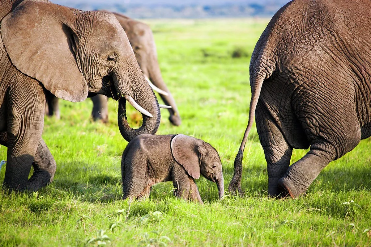 Amboseli National Park — 4