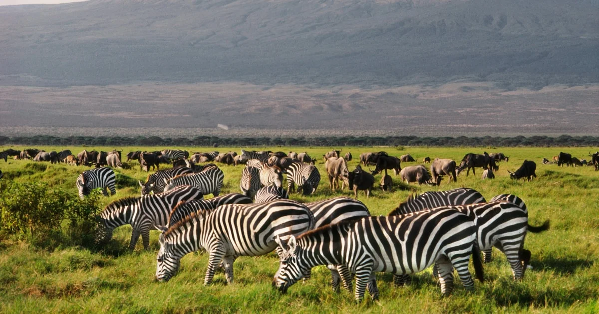 4-Day Amboseli Safari: Elephants Beneath Kilimanjaro