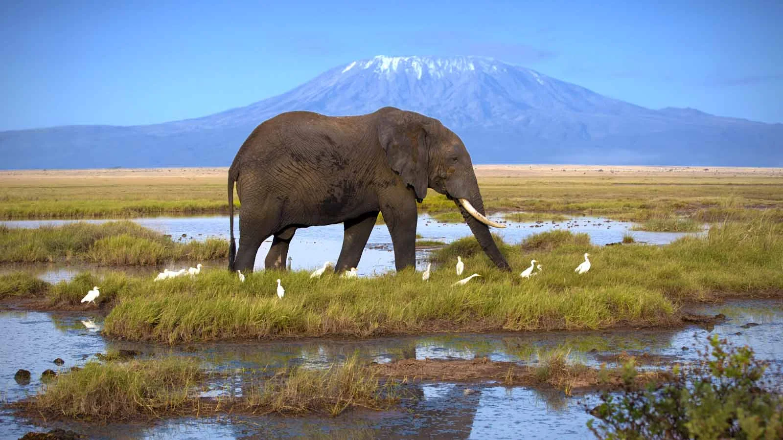 5-Day Masai Mara & Amboseli Fly-In Safari