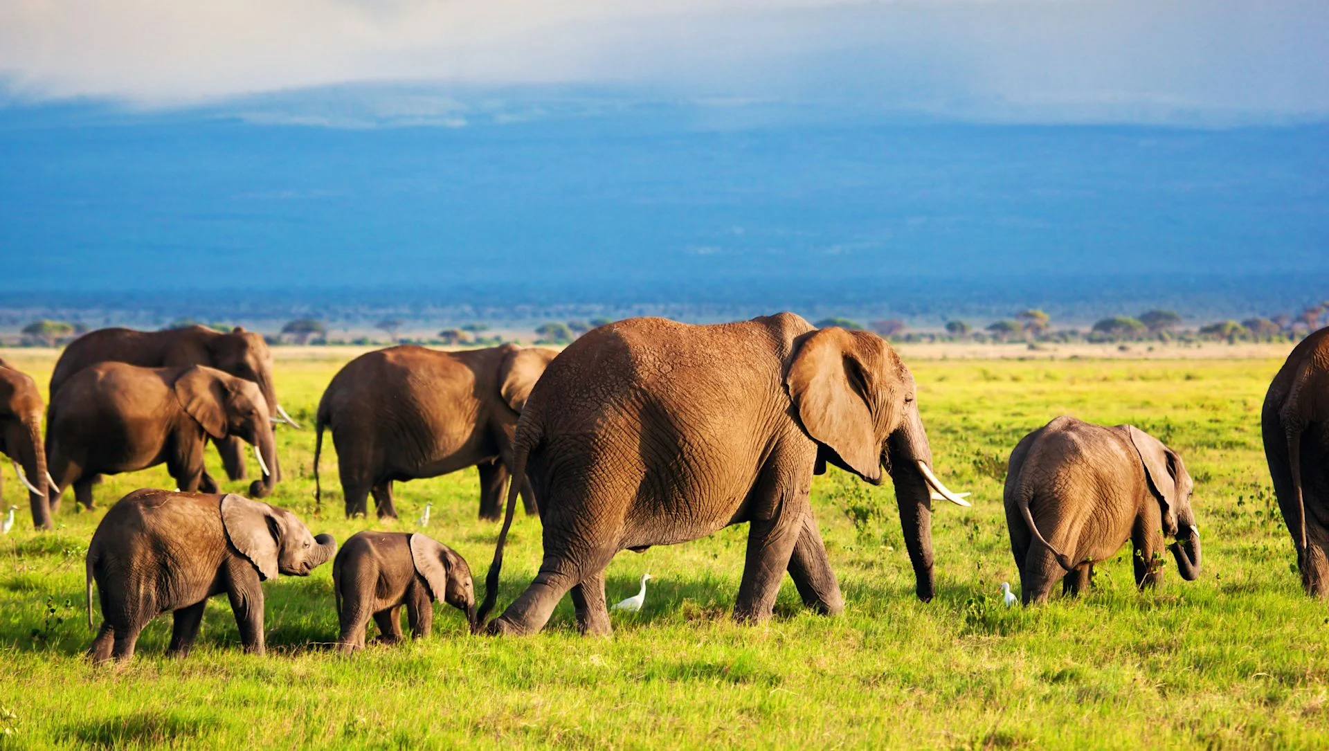 5-Day Amboseli, Lake Naivasha & Lake Nakuru Safari