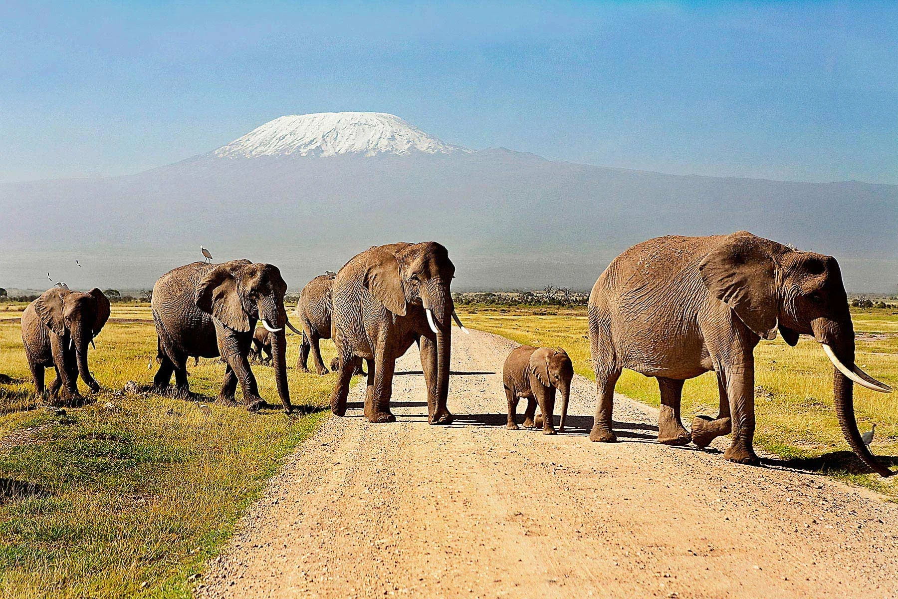 Safari di 5 Giorni Amboseli & Tsavo West