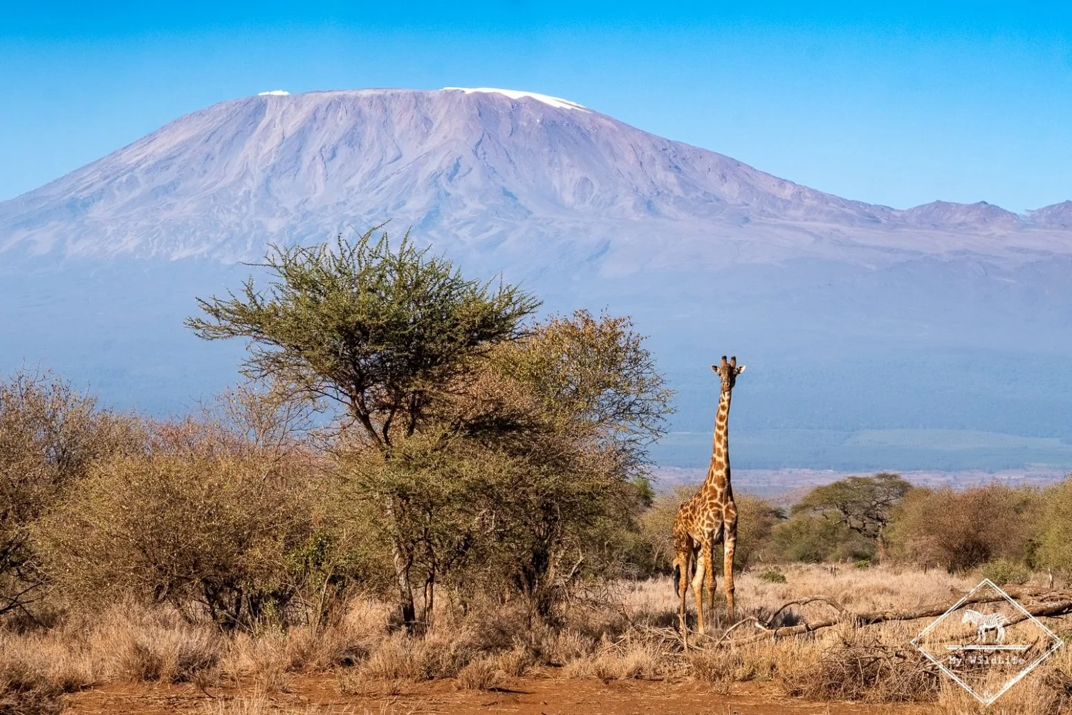 Safari di 5 Giorni: Amboseli, Lake Naivasha e Lake Nakuru