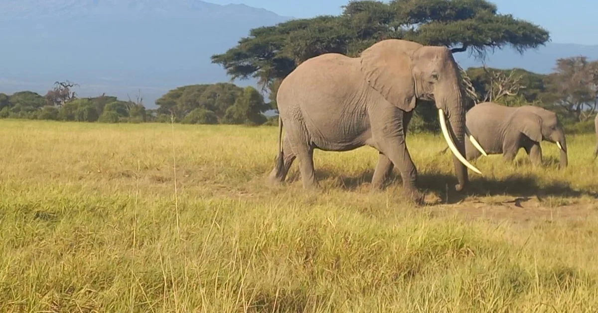 5-Day Amboseli & Tsavo West Safari