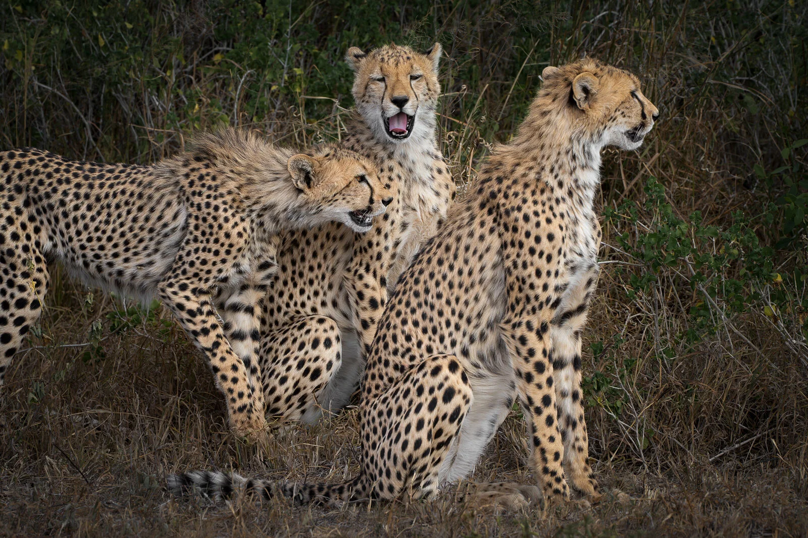 7-Day Masai Mara, Nakuru, Naivasha & Amboseli Safari