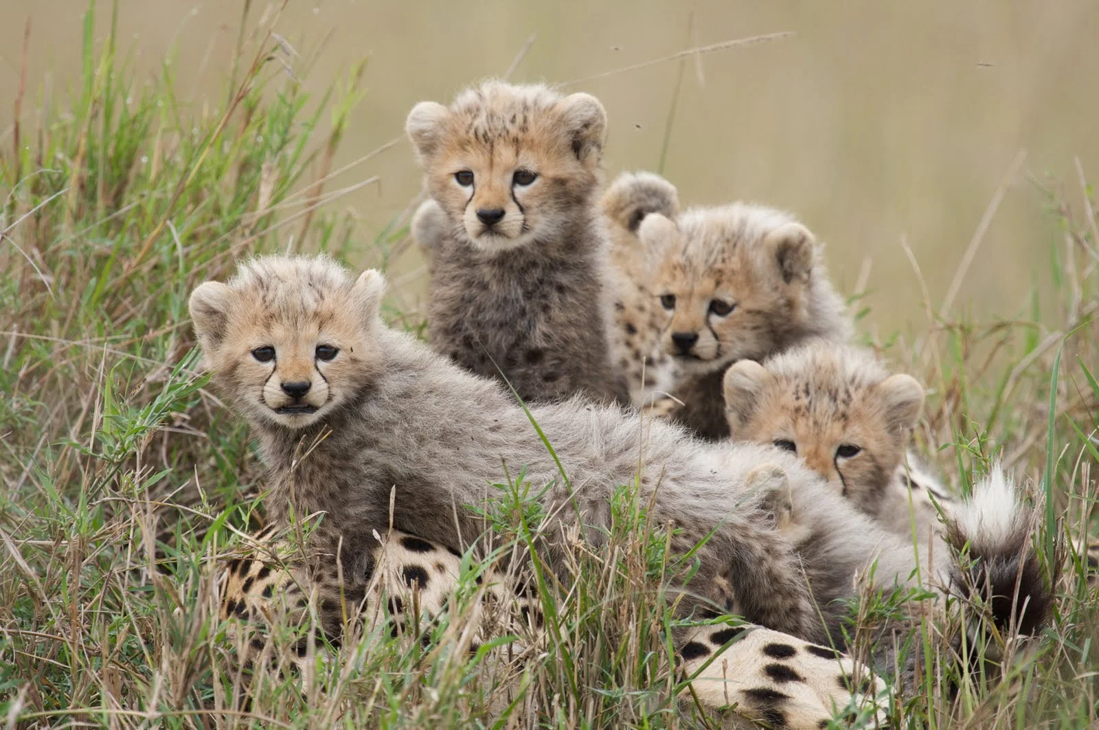 Safari di 4 Giorni tra Amboseli e Tsavo East