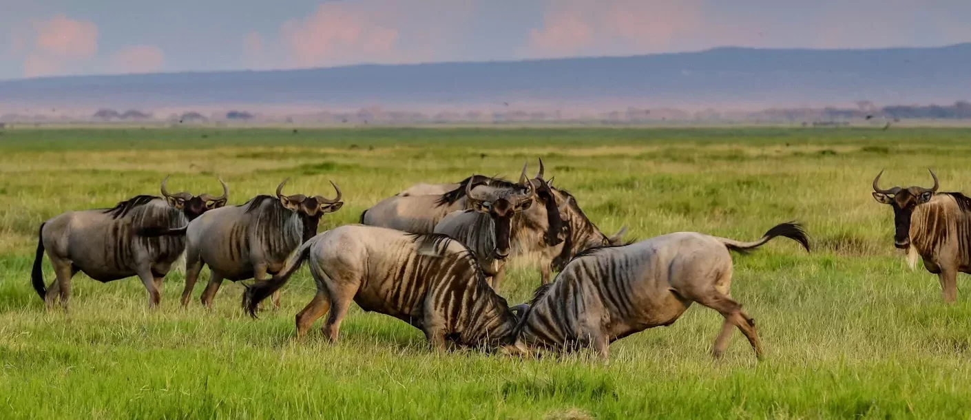 4-Day Tsavo East, Tsavo West & Amboseli Safari