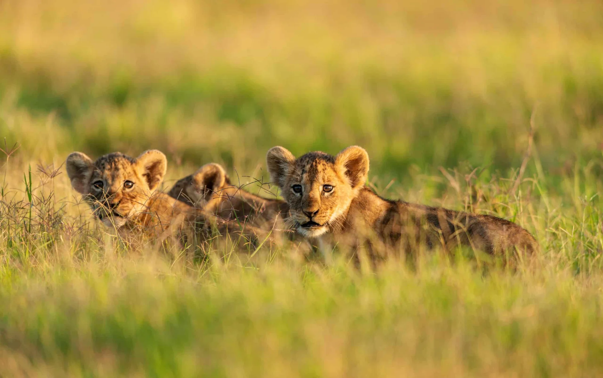 Safari di Lusso di 5 Giorni Amboseli, Tsavo West e Tsavo East