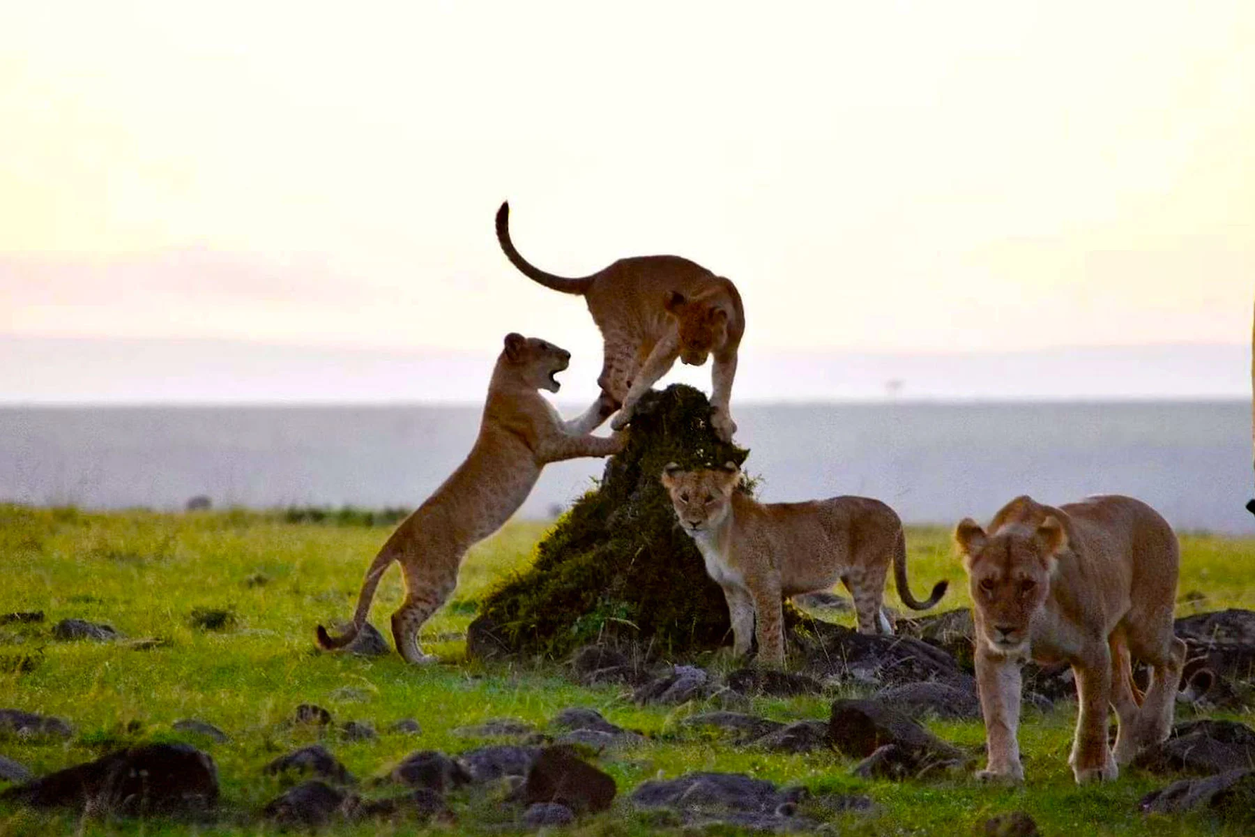 Safari di 4 Giorni tra Lake Naivasha e Amboseli