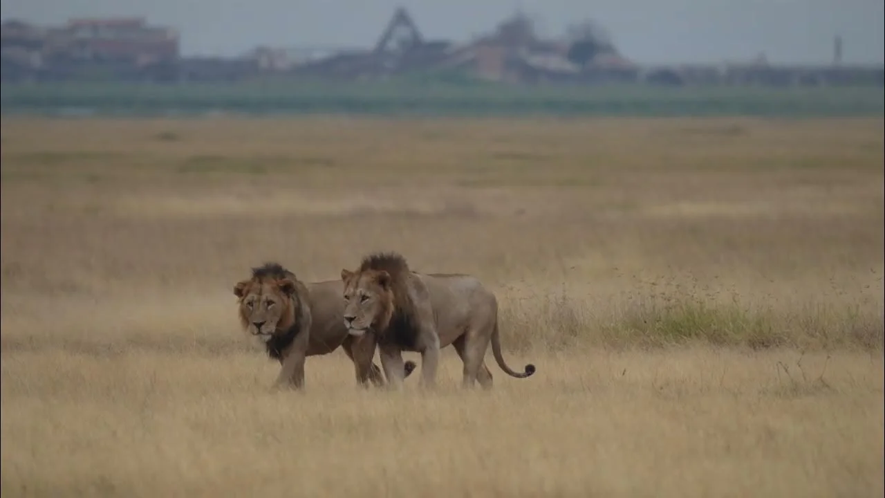 Safari di 8 Giorni Laikipia, Laghi della Rift Valley, Masai Mara e Amboseli
