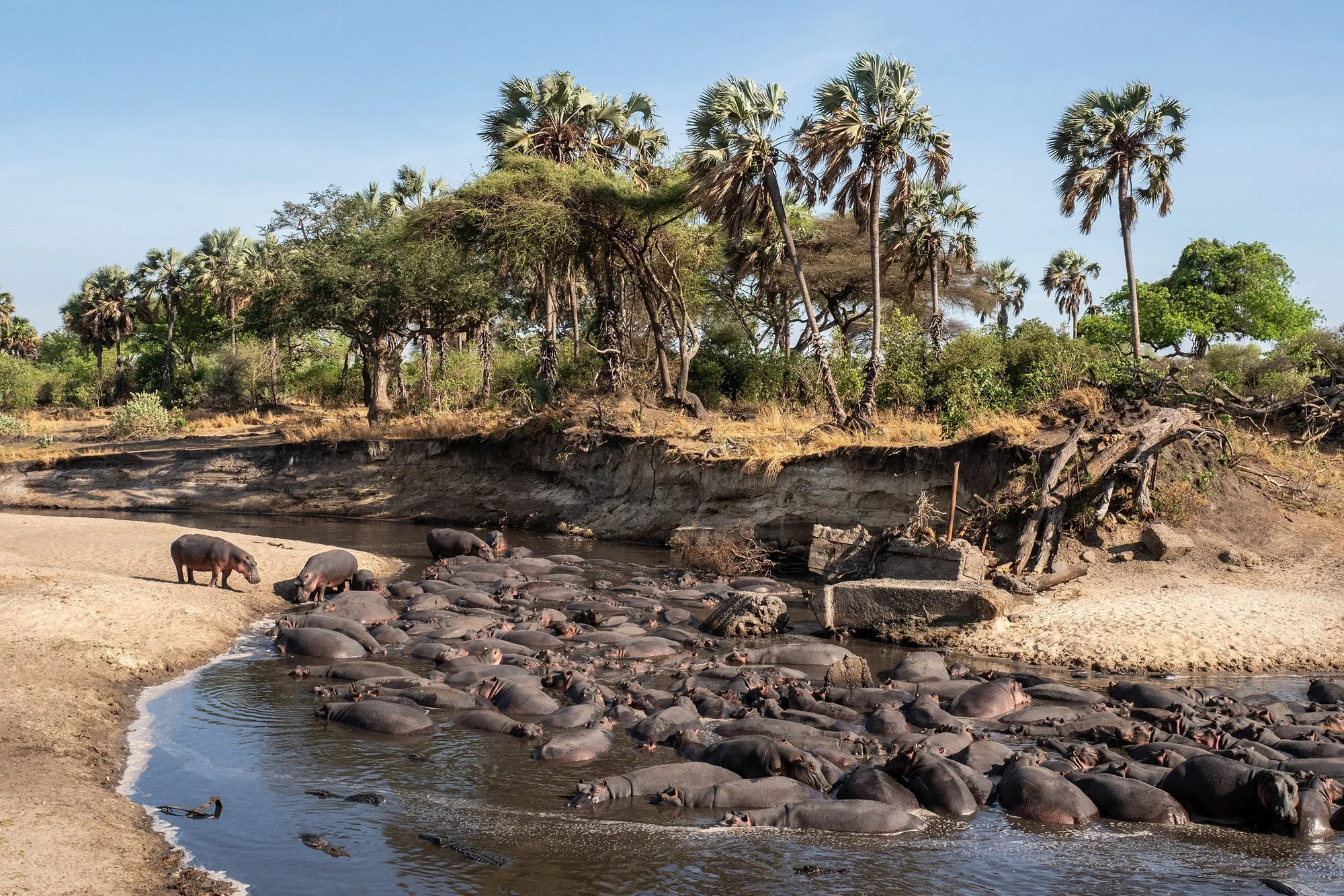 Katavi National Park — 1