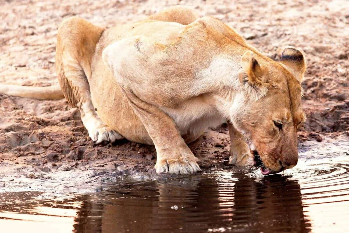 Katavi National Park — 2