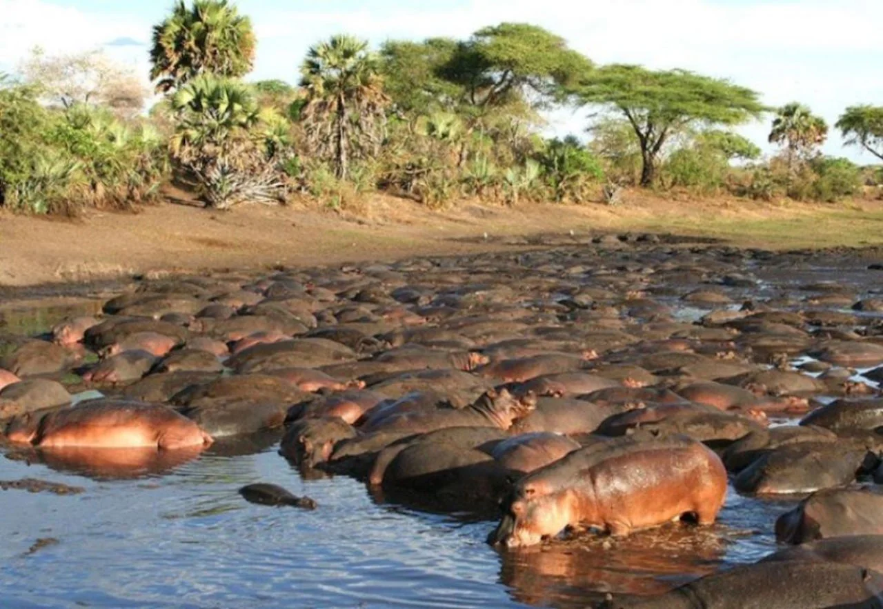 Katavi National Park — 3