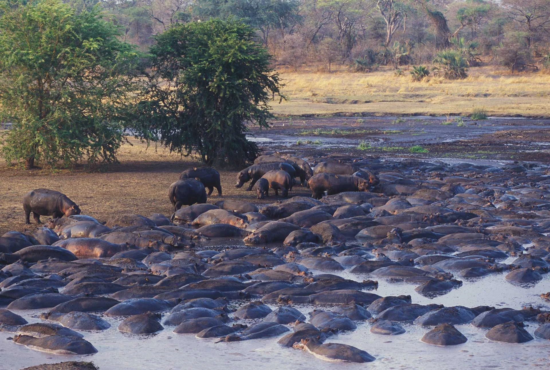 Katavi National Park — 4