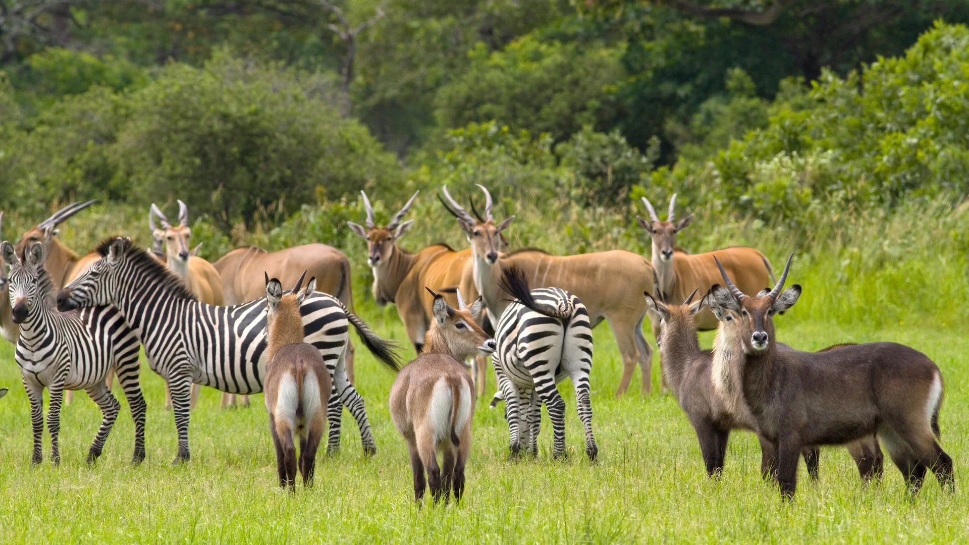 Katavi National Park — 5