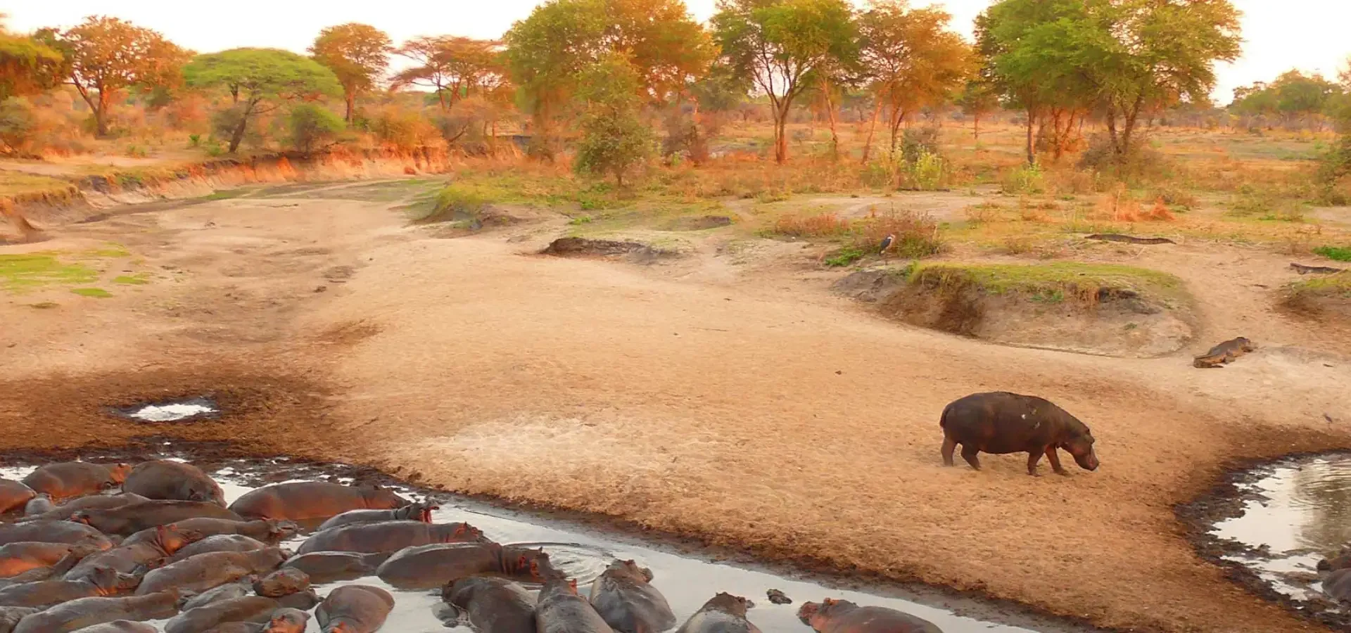 4-Day Katavi Fly-In Wilderness Safari
