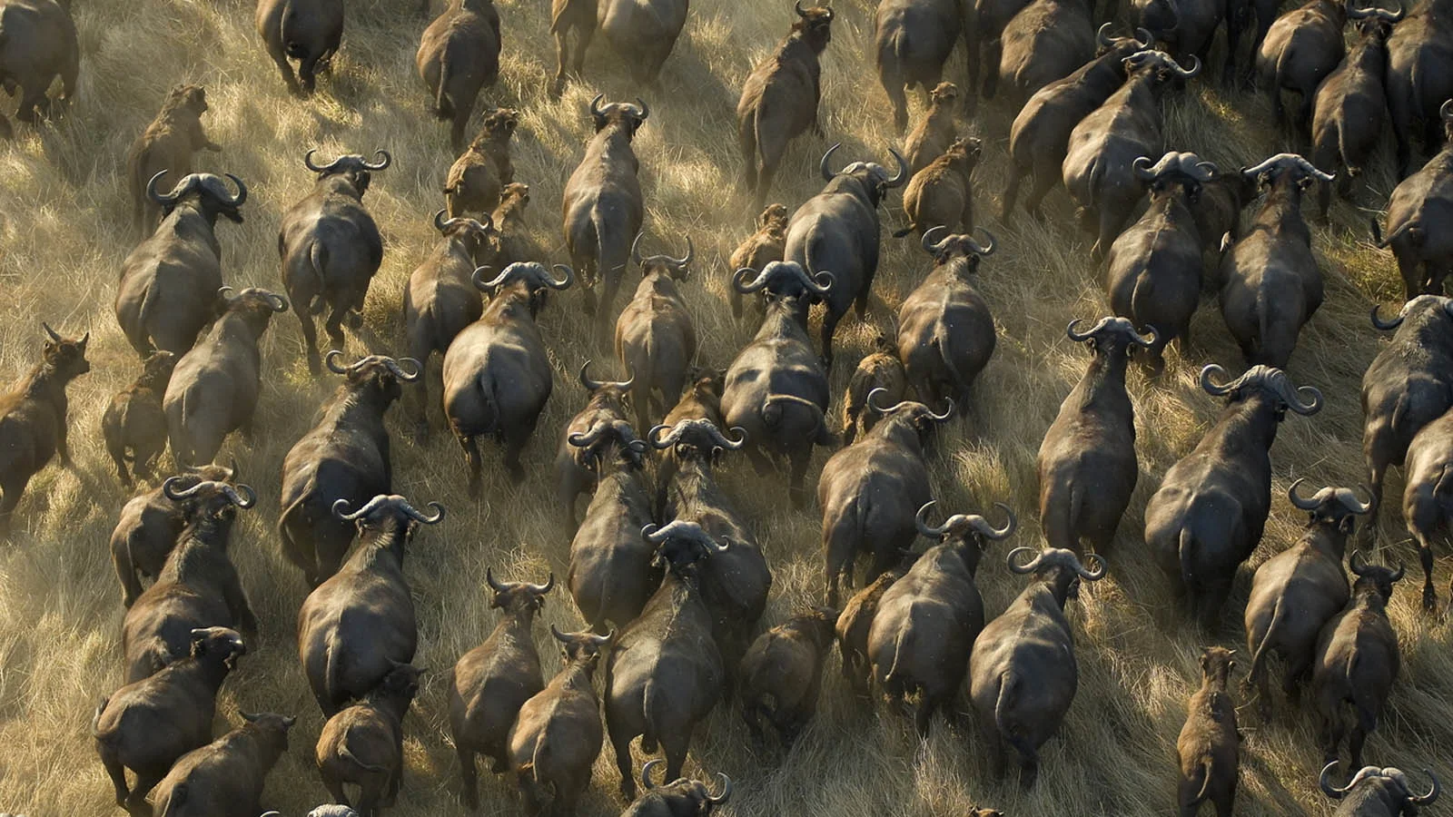 Safari di 8 Giorni in Volo tra Katavi e Mahale