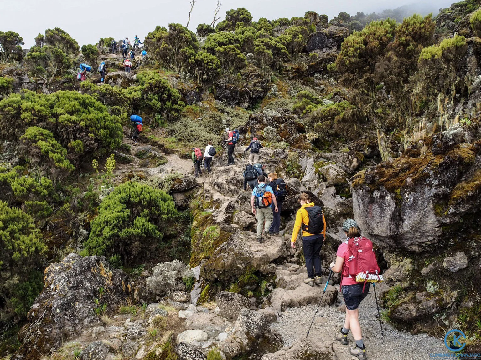 14-Day Kilimanjaro Lemosho + Safari (Crater Finale)