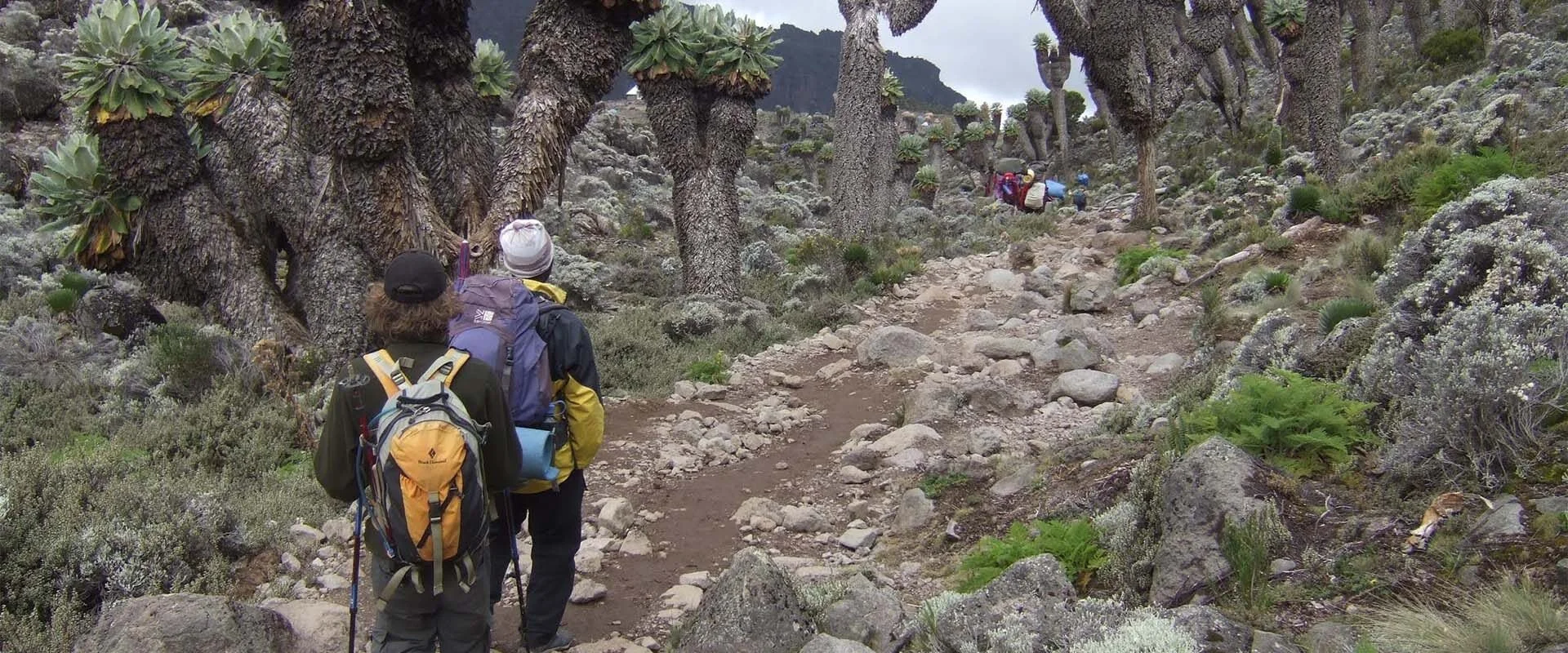15-Day Kilimanjaro Northern Circuit + Crater Finale Safari