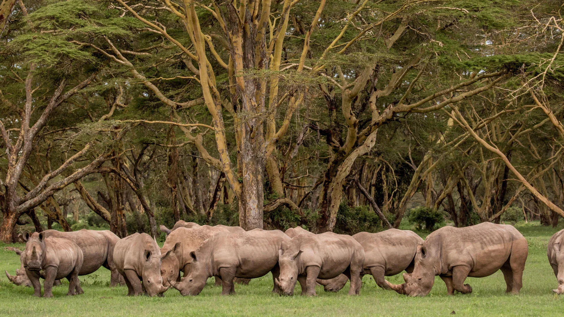 Laikipia Plateau & Ol Pejeta — 3