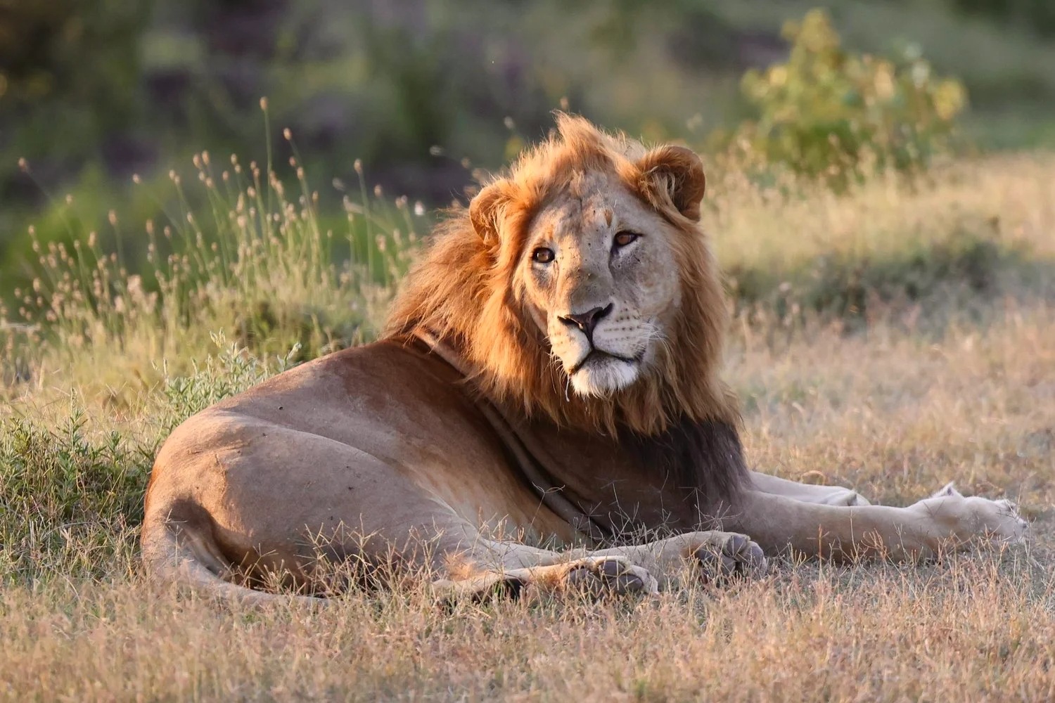 Laikipia Plateau & Ol Pejeta — 4