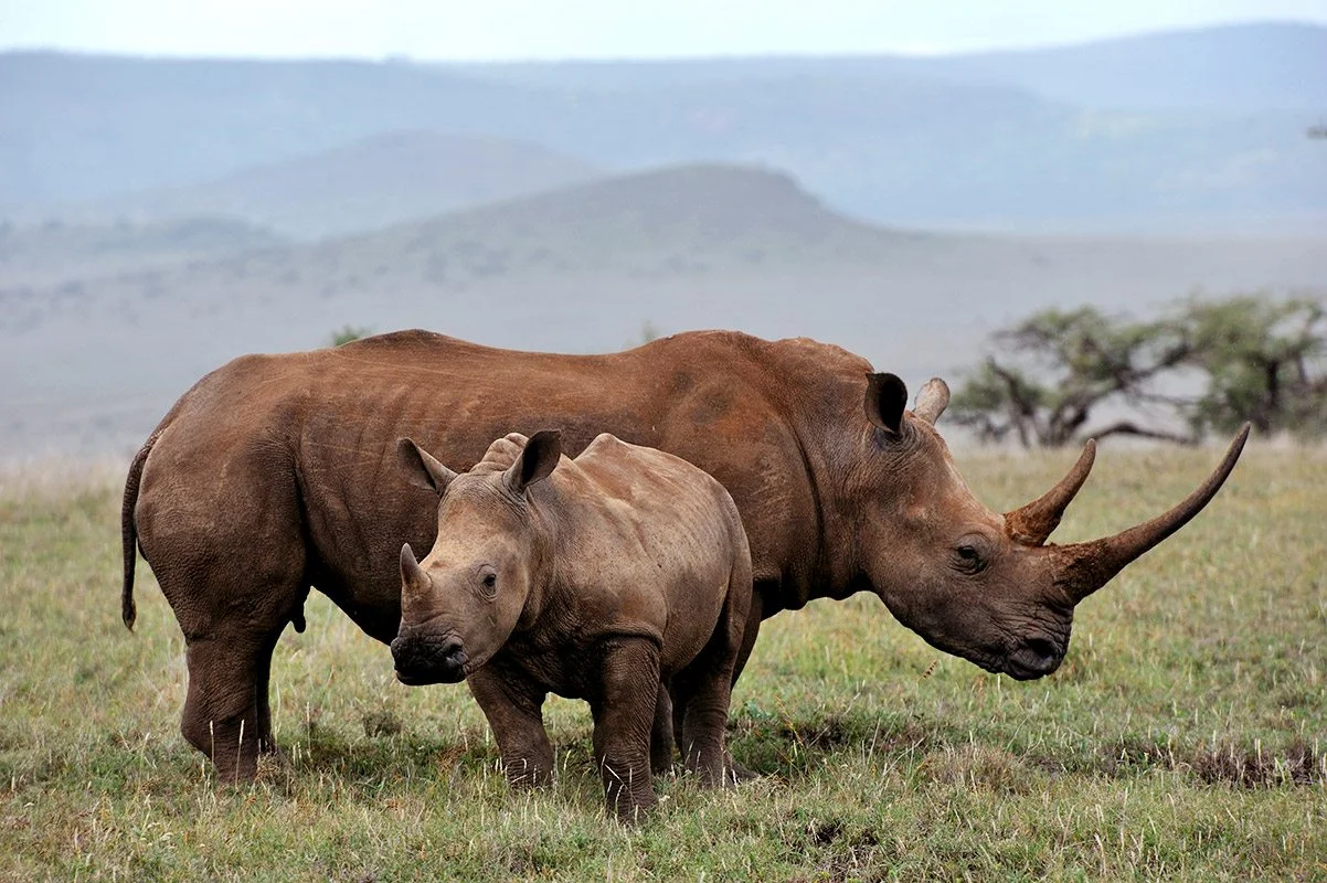 Laikipia Plateau & Ol Pejeta — 5